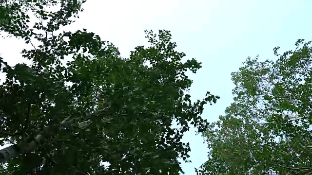 树和天空背景视频素材