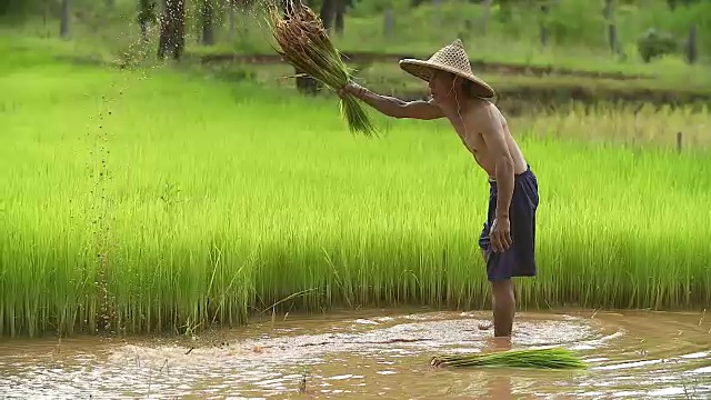 亚洲农民在稻田里插秧，农民在雨季种植水稻，亚洲农民是退秧和踢土弹的前在稻田里生长，泰国。视频素材