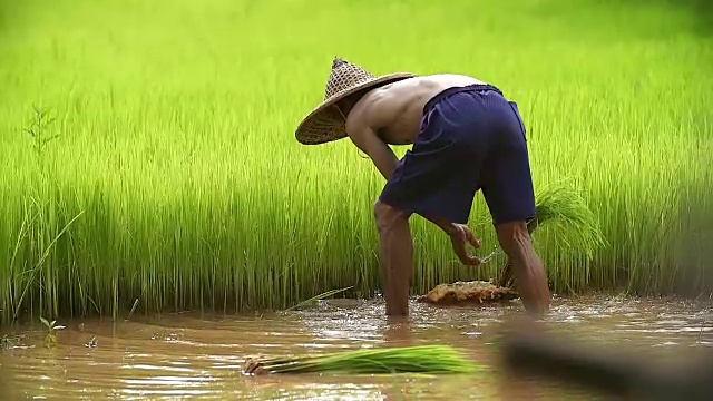 亚洲农民在稻田里插秧，农民在雨季种植水稻，亚洲农民是退秧和踢土弹的前在稻田里生长，泰国。视频素材
