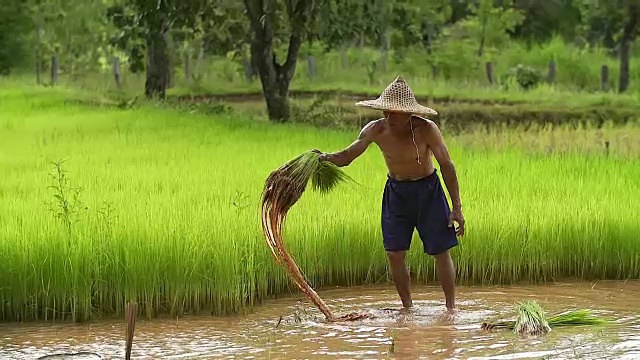 亚洲农民在稻田里插秧，农民在雨季种植水稻，亚洲农民是退秧和踢土弹的前在稻田里生长，泰国。视频下载