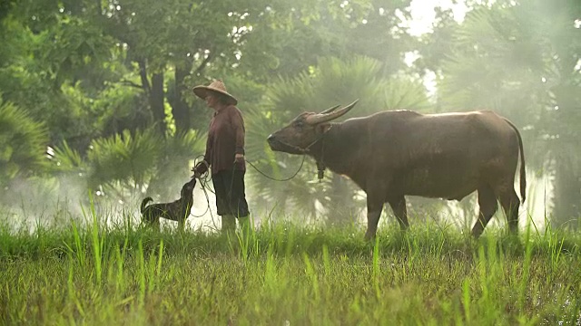 亚洲农民与她的狗和水牛在稻田里工作。视频素材