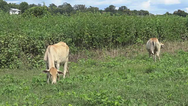 小母牛凝视着草地上的草。视频素材