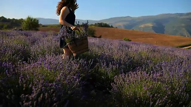 一个年轻女孩走在薰衣草田里视频素材