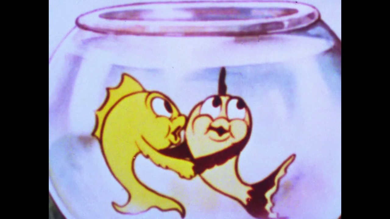 金鱼在金鱼缸里快乐地接吻视频素材
