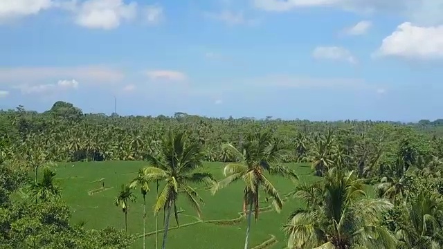 空中的，放大效果:巴厘岛乌布阳光明媚，郁郁葱葱的绿色梯田视频素材