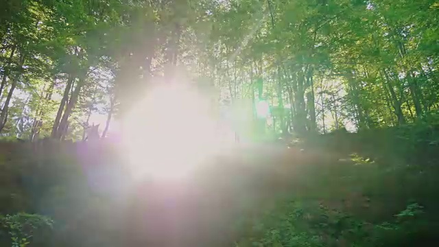 初升的太阳的光芒穿过森林是神圣的。森林里的早晨。4K 10位视频视频素材