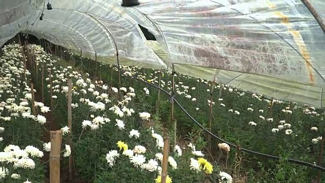 白色的菊花在花园里排成一排视频下载