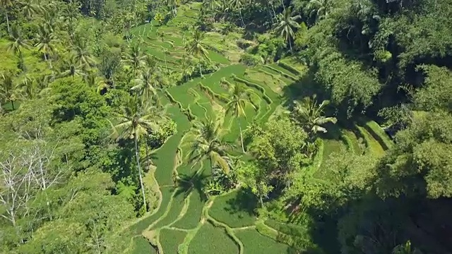 图片:农民在阳光明媚、郁郁葱葱的棕榈树丛林里的稻田里劳作视频素材
