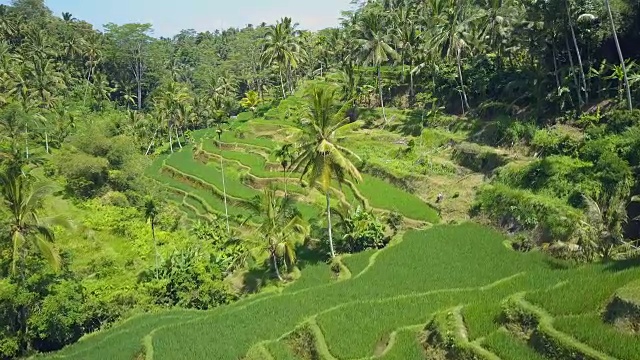 图片:农民在阳光明媚、郁郁葱葱的棕榈树林中的稻田里劳作视频素材