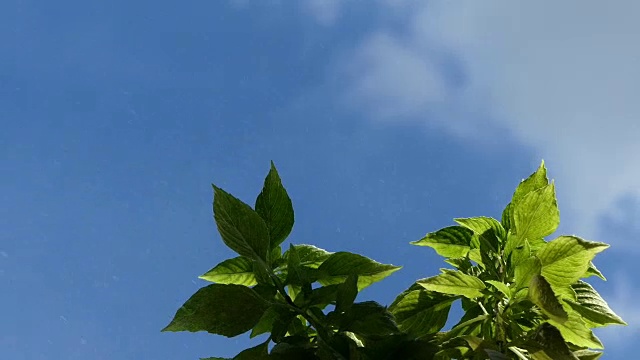 绿色的植物和蓝色的天空视频素材