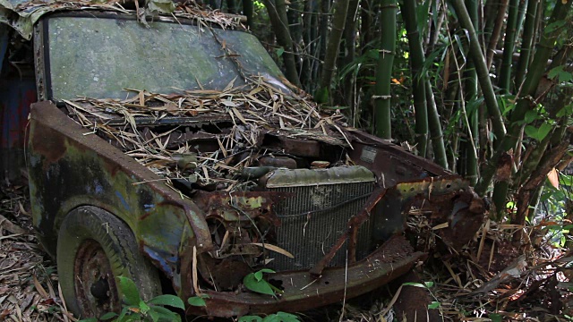 锈迹斑斑的旧汽车旁，落叶丛生，竹林密布视频素材