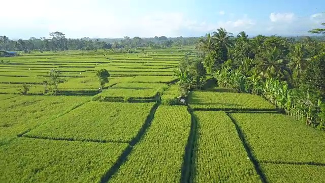 AERIAL:在巴厘岛阳光灿烂、雾气弥漫的丛林中，村民们在稻田里劳作视频素材