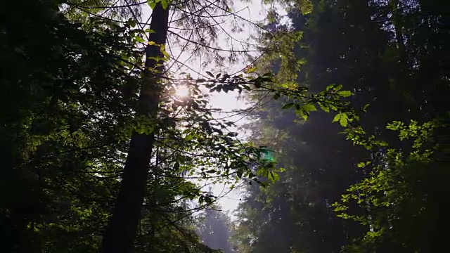 斯坦尼康镜头:光线的太阳照耀通过树枝的树木。清晨的森林，清澈的空气和淡淡的薄雾视频素材