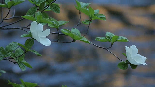 山茱萸树盛开沿默塞德河，约塞米蒂山谷视频素材