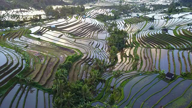 航拍Jatiluwih梯田上令人惊叹的景观稻田。视频素材