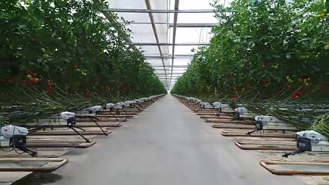 在温室里成熟的番茄视频下载