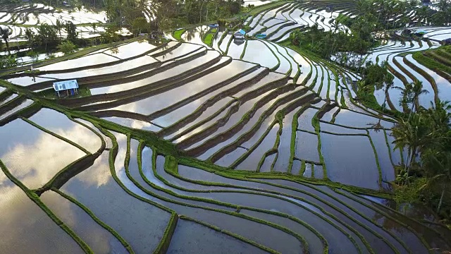 航拍Jatiluwih梯田上令人惊叹的景观稻田。视频购买