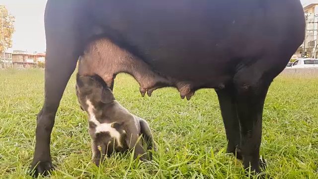 甘蔗婴儿从他们的母亲喝牛奶。一个可爱的时刻。视频下载