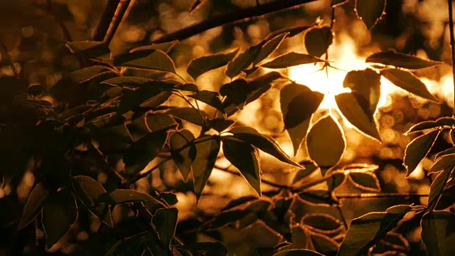 自然背景与剪影的树叶视频素材