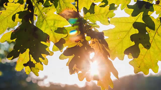 阳光透过橡树的叶子嬉戏。背光透过树叶照进来。秋天的开始视频素材