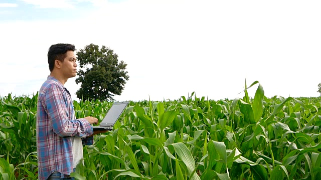 农民在玉米地里使用笔记本电脑视频下载