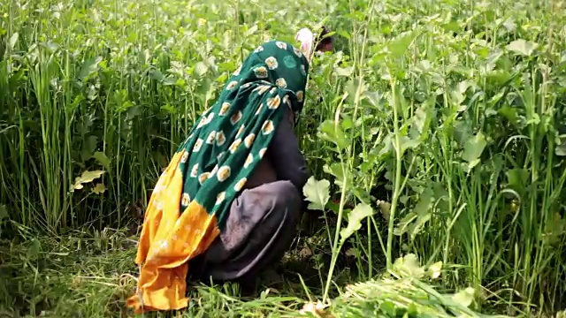 农村妇女在绿色的田野里工作视频素材