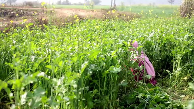 农村妇女在绿色的田野里工作视频素材