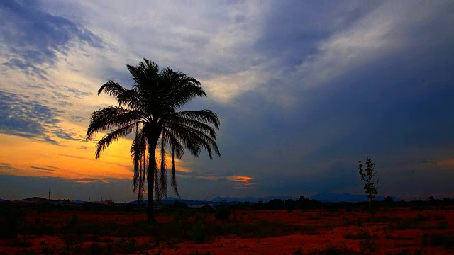 棕榈树的剪影与天空上的日落和风暴云。间隔拍摄视频素材