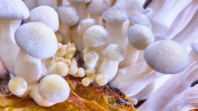 平菇，随时间流逝而生长的平菇视频素材