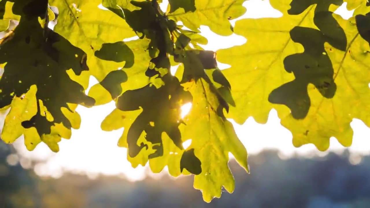 阳光在橡树叶间闪烁。略笔运动视频素材