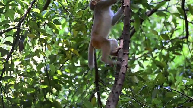 攀爬的猴子视频素材