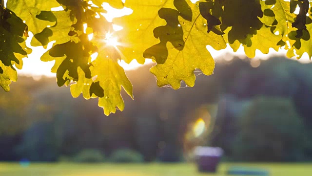 阳光透过橡树的叶子嬉戏。背光透过树叶照进来。秋天开始。背景中的飞虫视频素材