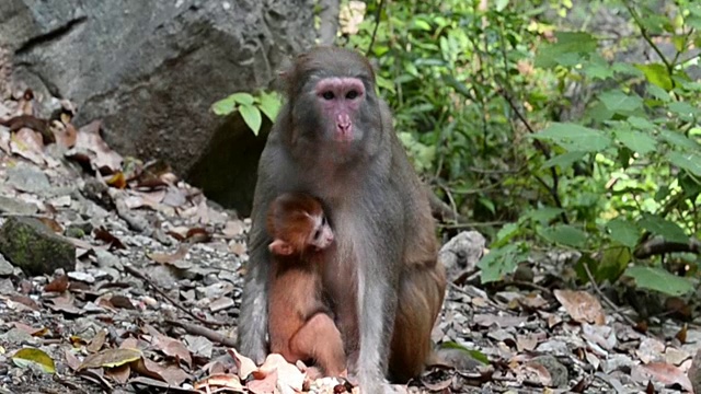日常生活的野生猕猴雌猴和幼猴视频素材
