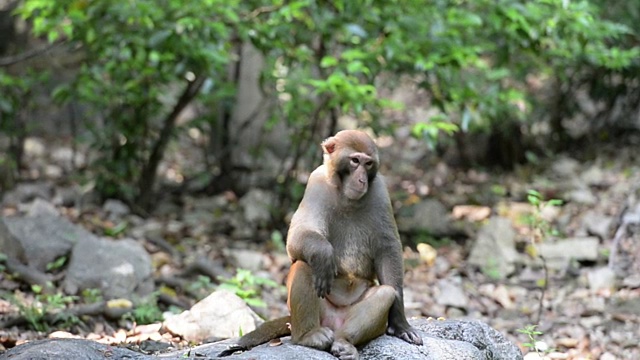 野生猕猴的日常生活——美猴王视频素材