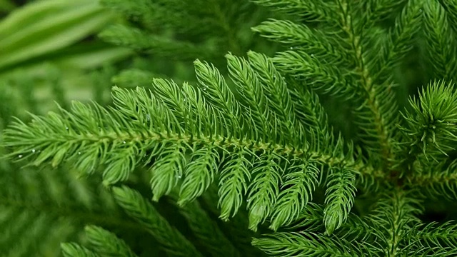 自然背景，松树近景视频素材