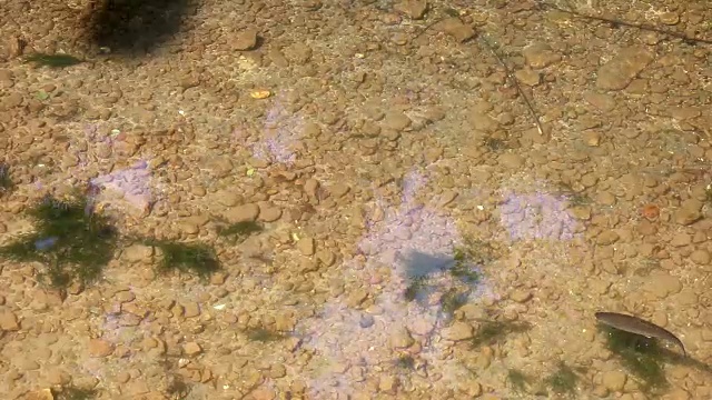 鳟鱼在河里游泳视频素材
