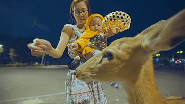 母亲和女儿在晚上喂鹿视频下载