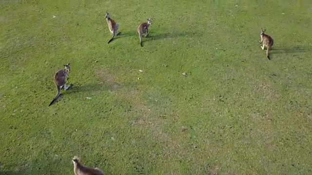 袋鼠吃草。视频下载