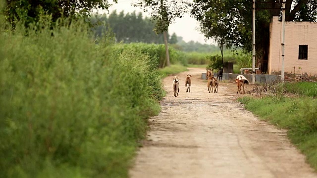 乡间小路上的流浪狗视频素材