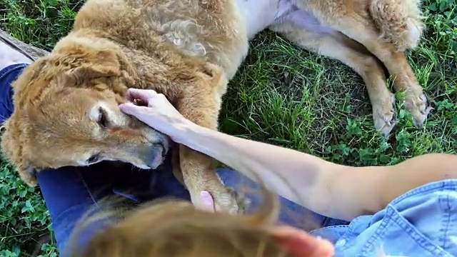 一名妇女在空地上玩的时候宠物狗视频素材
