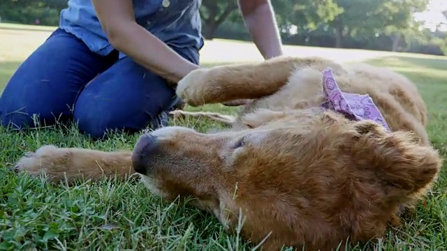 美丽的女人喜欢和她的狗在一起视频素材