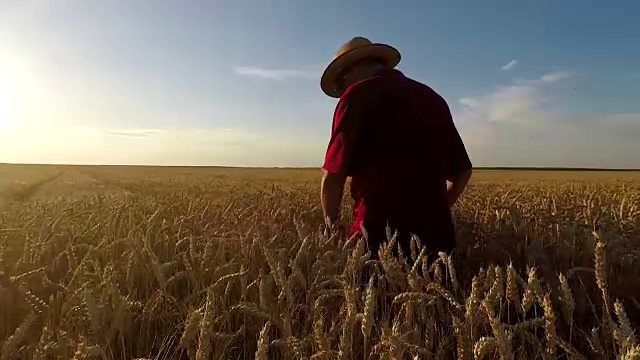一位老农在日落时分在田里散步，检查小麦收成。视频下载