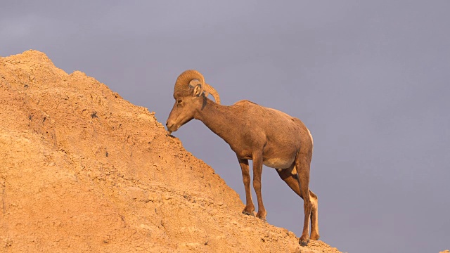 野生动物高沙漠大角羊雄性公羊高脊视频素材
