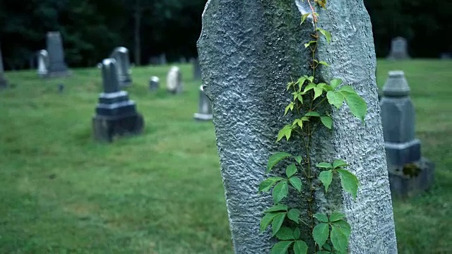 万圣节前夕，镜头对准墓地墓碑上丑陋的老藤视频素材