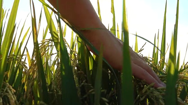 特写:女人的手抚摸和爱抚成熟的水稻植物在金色的日出视频素材