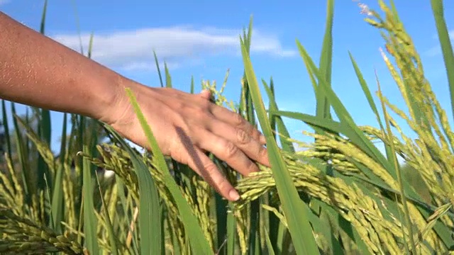 特写:人的手穿过美丽的稻田视频素材