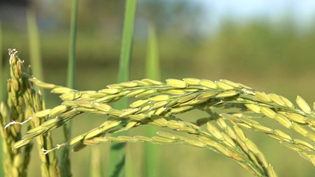 微距特写:详细的成熟水稻种子覆盖在干燥的外壳上的作物视频下载