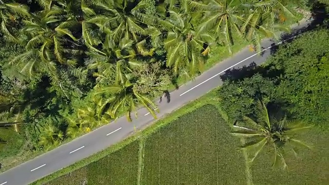 摄影:人们骑着踏板车穿过棕榈树丛林，经过稻田视频素材