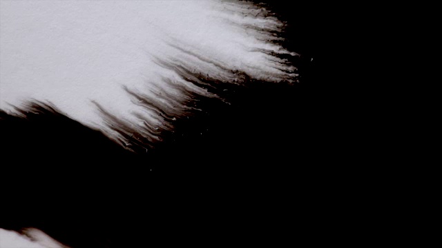 黑色墨水飞溅在白色背景上。微距拍摄的黑漆移动到羊皮纸视频下载