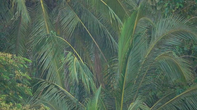 在季风季节，大雨落在热带雨林的棕榈树上视频素材